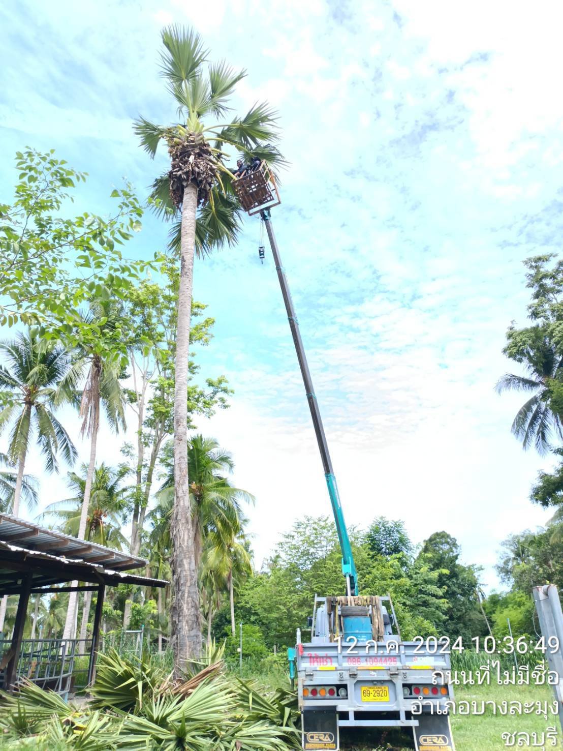 ตัดโค่น โดยใช้ รถกระเช้า10ล้อ